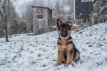A German Shepherd Puppy Sitting In The Snow In A Backyard