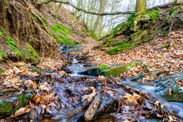 Wall Mural - Abtransport des Herbstlaubes durch das Bächlein Lompig im Nationalpark Eifel