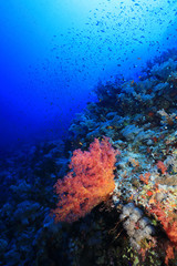 Wall Mural - Beautiful soft corals on Daedalus reef