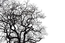 Silhouette Of A Leafless Tree Isolated On White Background.
