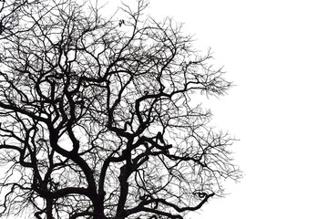 Wall Mural - silhouette of a leafless tree isolated on white background.