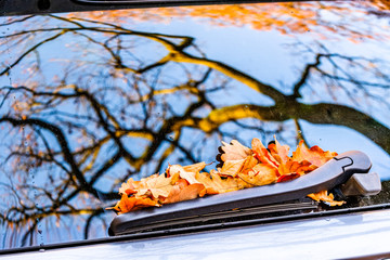 Wall Mural - leaves at a car