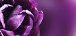 Closeup of purple tulip flower