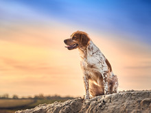 Portrait Of A Brittany Spaniel