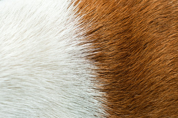 double color animal hair