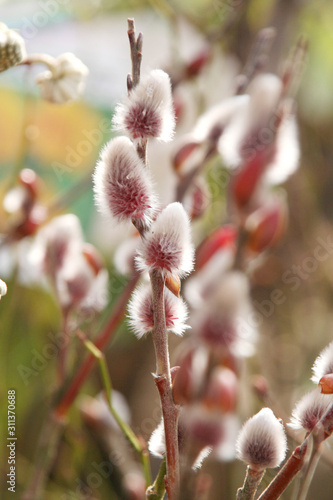 ユキヤナギ 春 ピンク ふわふわ 毛 花 自然 Buy This Stock Photo And Explore Similar Images At Adobe Stock Adobe Stock