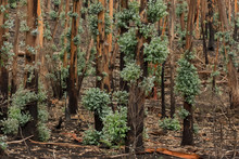 Eucalyptus Trees Recovering After Severe Australian Bushfires. Many Species Of Eucalyptus Can Survive And Re-sprout From Buds Under Their Bark Or From A Lignotuber At The Base Of The Tree.