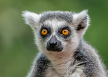 Portret Of A Ring Tailed Lemur (Lemur Catta). Apenheul In The Netherlands, Europe.