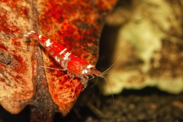 Wall Mural - Red crystal shrimp (Caridina cantonensis) in freshwatera aquarium
