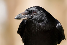 Portrait Of A Crow