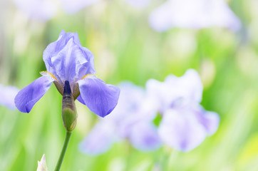 Wall Mural - Violet Iris. Beautiful garden flower close up on green background