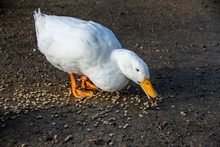 White American Pekin Ducks (also Known As Long Island Or Aylesbury Ducks) Eating Bird Food Pellets