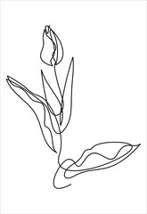 Wall Mural - Tulip one line drawing. Continuous line flower. 