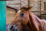 Fototapeta Konie - A brown horse in the stockyard in the Fort Worth Stockyards, a historic district that is located in Fort Worth, Texas, USA.