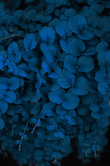 Wall Mural - trend color 2020 classic blue, top view, layout for design. beautiful natural background with exotic