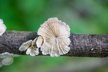 Split Gills (Schizophyllum Commune) Mushroom Growing On A Tree Branch