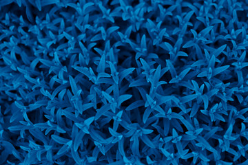 Wall Mural - trend color 2020 classic blue, top view, layout for design. beautiful natural background with exotic