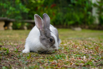 Super cute white and grey rabbit 