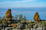 Fototapeta Łazienka - two barbary Macaque sitting on a wall in Gibraltar and look to the sea