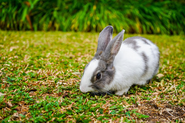 Super cute white and grey rabbit 