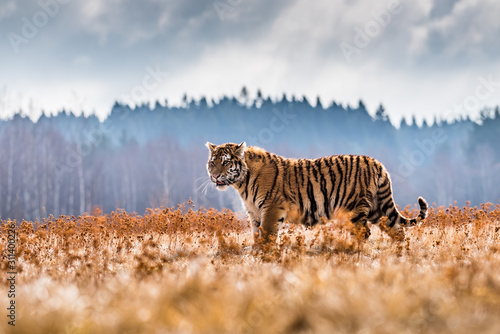 Dekoracja na wymiar  tygrys-syberyjski-osadzony-w-srodowisku-laki