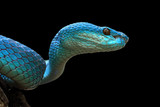 Blue viper snake closeup face, viper snake, blue insularis, Trimeresurus Insularis, animal closeup