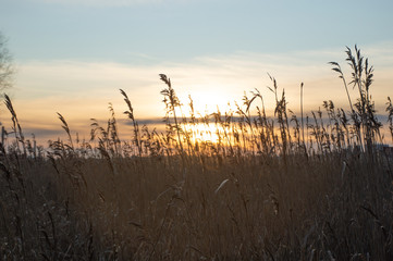 dry grass in the wind in the sunset