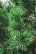 © juserdiuk - Fir-tree green branches as a perfect holiday decoration