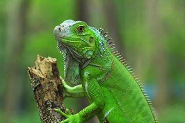 Wall Mural - Green iguana on branch, animal closeup 