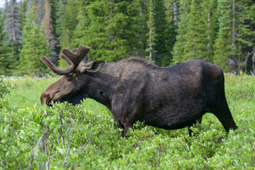 Shiras Moose in Colorado. Shiras are the smallest species of Moose in North America