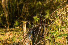 A Post Of An Old Pasture Fence, Fence Post Overgrown With Plants And Moss, Wooden Post With Old Rusty Nails