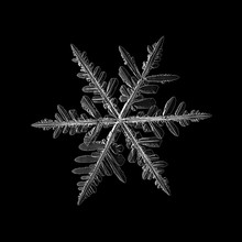 Snowflake Isolated On Black Background. Macro Photo Of Real Snow Crystal: Elegant Stellar Dendrite With Hexagonal Symmetry, Glossy Surface, Complex Details And Six Thin, Flat Arms.