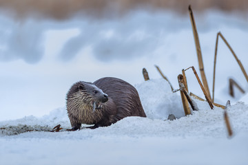 Wall Mural - european otter (lutra lutra)