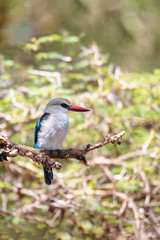 Wall Mural - Woodland kingfisher perching on branch, Halcyon senegalensis, Lake Chamo, Ethiopia, Africa wildlife