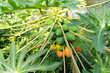 © Sarah Rypma - Papaya Tree with ripe and new papaya