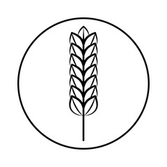  Spikelet of grain crop. Wheat, rye, rice. Vector image isolated on a white background.
