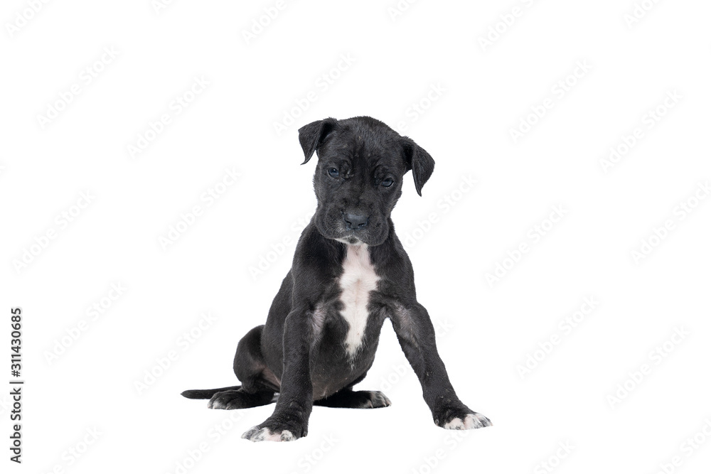 A puppy of the Great Dane Dog or German Dog, the largest dog breed in the world, black with white spots, sitting isolated in white background - obrazy, fototapety, plakaty 
