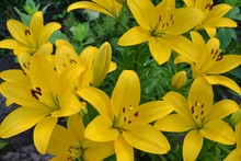 Asiatic Hybrid Lily Texture. Clear Yellow Gironde Lily Or Lemon Yellow Lilium Butter Pixie, Gorgeous Blossom With Six Showy Petals And Six Dark Stamen Anthers.