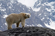 polar bear in spitsbergen