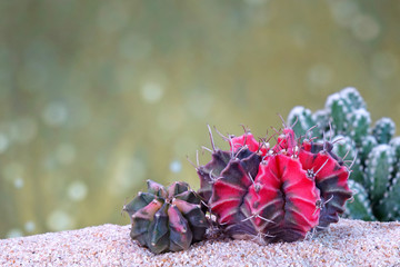 Wall Mural - Colorful cactus, selective focus, blurred background with copy space.