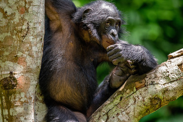 Canvas Print - Bonobo on the tree in green jungle. The Bonobo ( Pan paniscus), earlier being called  the pygmy chimpanzee. Congo. Africa