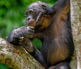 Canvas Print - Bonobo on the tree in green jungle. The Bonobo ( Pan paniscus), earlier being called  the pygmy chimpanzee. Congo. Africa