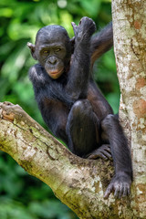  Bonobo on the tree in green jungle. The Bonobo ( Pan paniscus), earlier being called  the pygmy chimpanzee. Congo. Africa