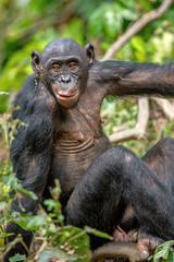  Bonobo in green tropical jungle. Green natural background . The Bonobo, Scientific name: Pan paniscus. Democratic Republic of Congo. Africa