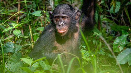 Canvas Print - Bonobo in green tropical jungle. Green natural background . The Bonobo, Scientific name: Pan paniscus. Democratic Republic of Congo. Africa