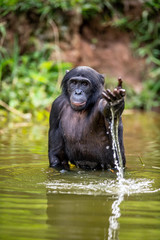 Wall Mural - bonobo in the water. the bonobo ( pan paniscus), called the pygmy chimpanzee. democratic republic of