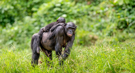 Wall Mural - bonobo cub on the mother's back. green natural background. the bonobo , called the pygmy chimpanzee.