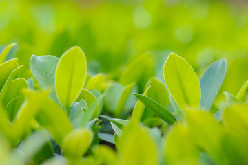 Wall Mural - Closeup of fresh leaves on green nature