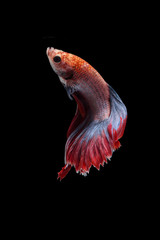 Wall Mural - Betta fish, siamese fighting fish, betta splendens (Fullmoon betta )isolated on black background