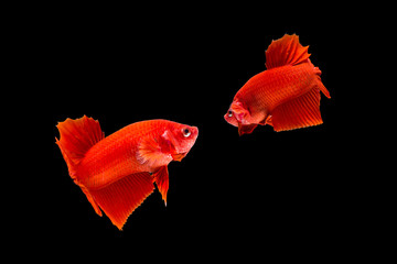 Wall Mural - Isolate red fighting fish on black background.